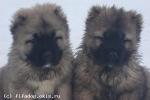Алмазный Блеск и Азартный Игрок